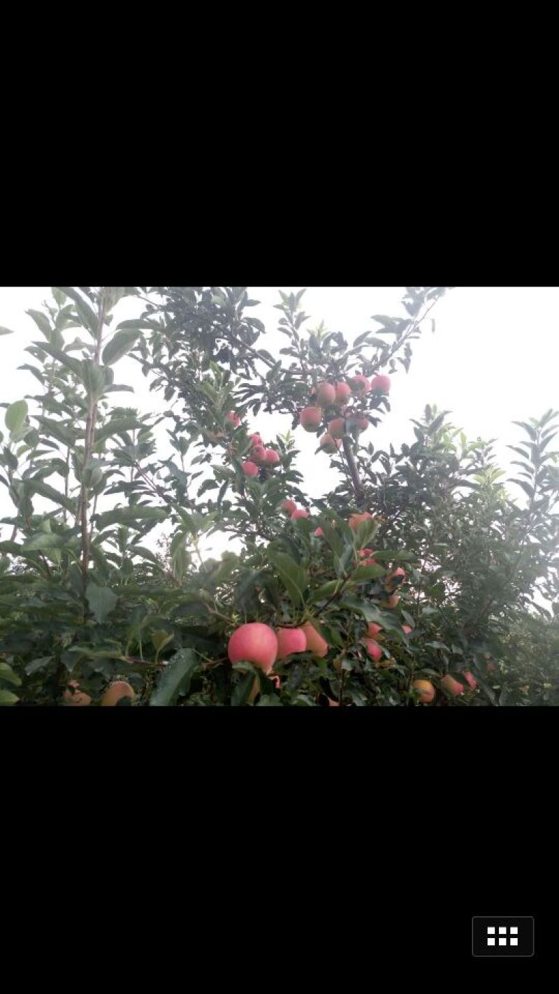 嘎啦苹果纸+膜袋