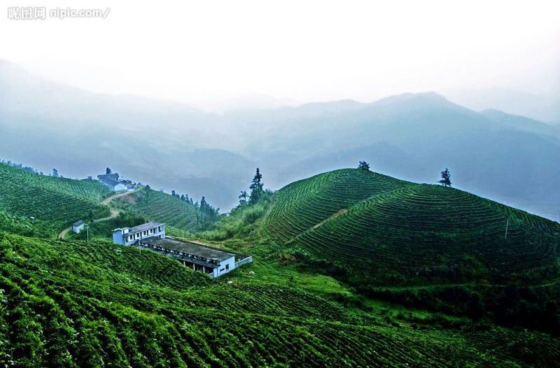 石阡苔茶特级