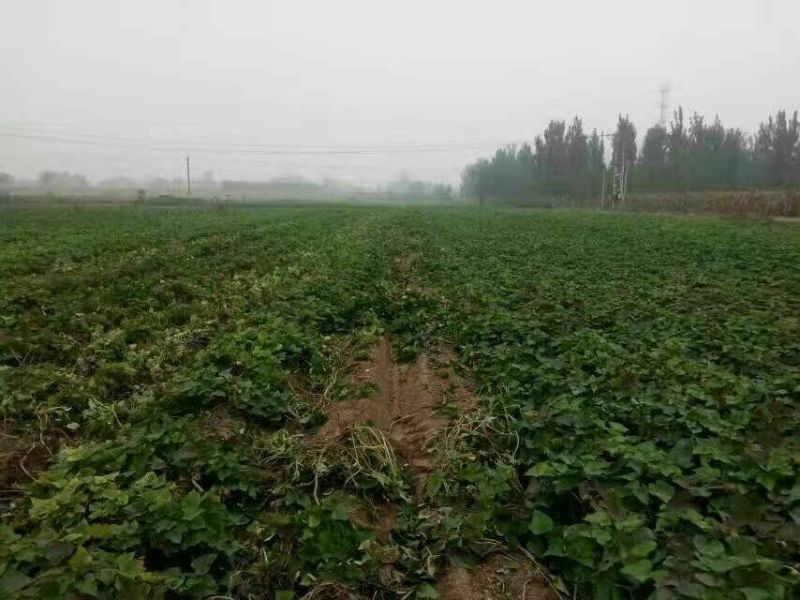 红薯淀粉散装