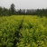 金叶女贞