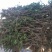 葡萄苗1年50~80cm