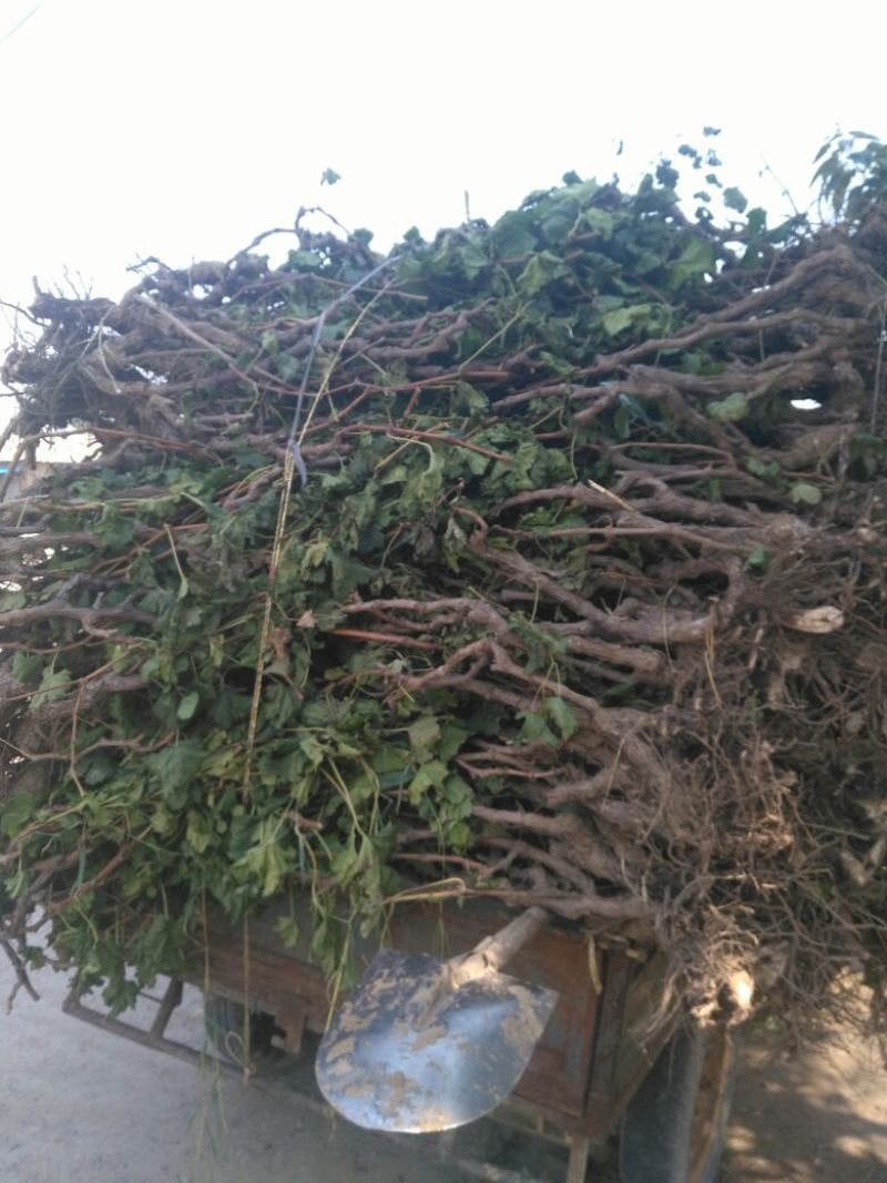 葡萄苗1年50~80cm