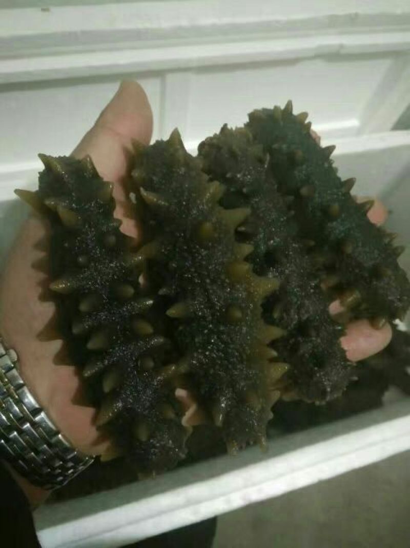 海参食用即食