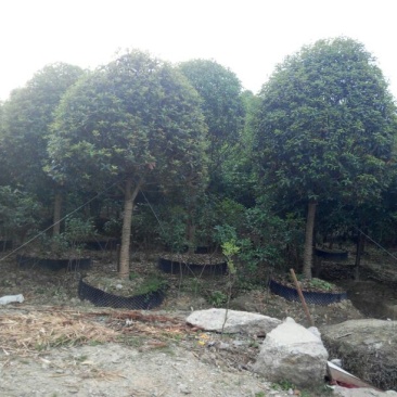 香缘桂花苗木专业合作社八月桂