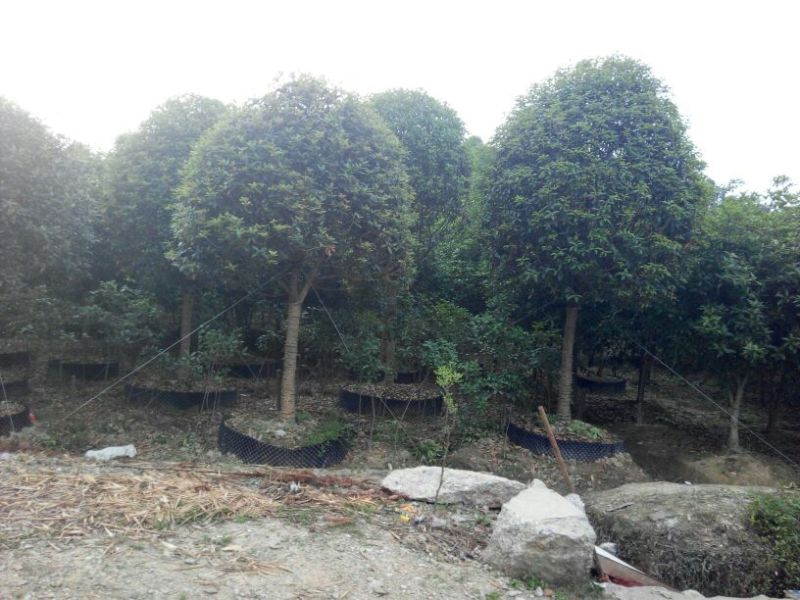 香缘桂花苗木专业合作社八月桂
