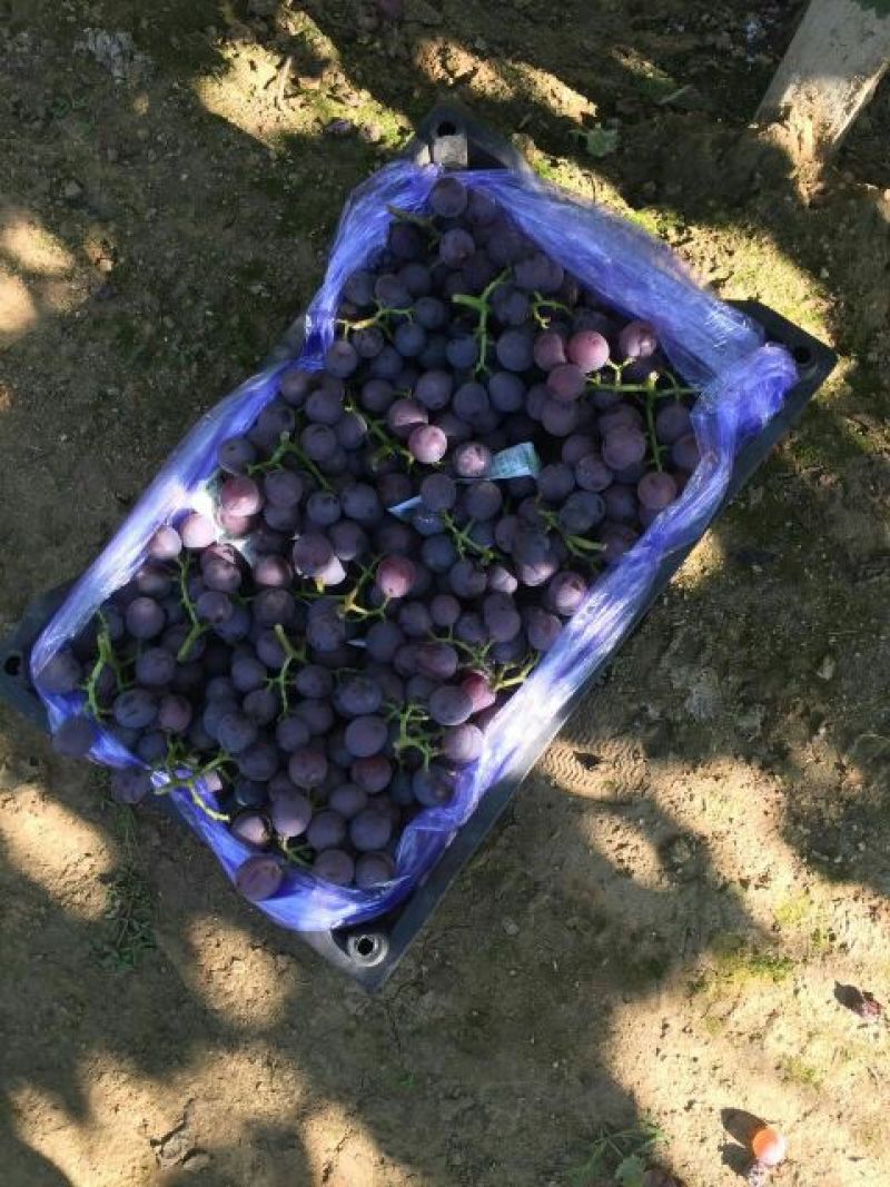 辽宁葫芦岛巨峰葡萄自然果软梗每年的九月份开始上市