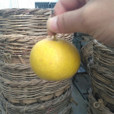 酸梨150~200g膜袋