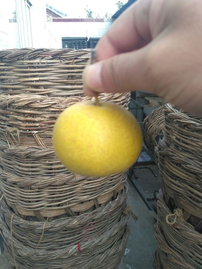 酸梨150~200g膜袋