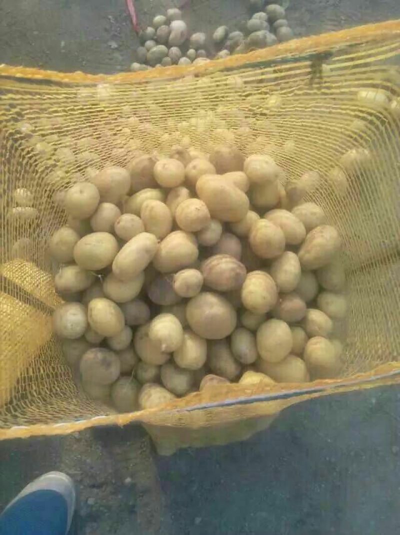 迷你土豆1两以下长年供应油炸小土豆，规格标准
