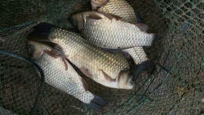 白鲫食用