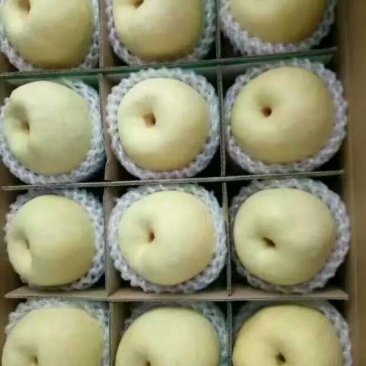 砀山梨350~400g纸袋