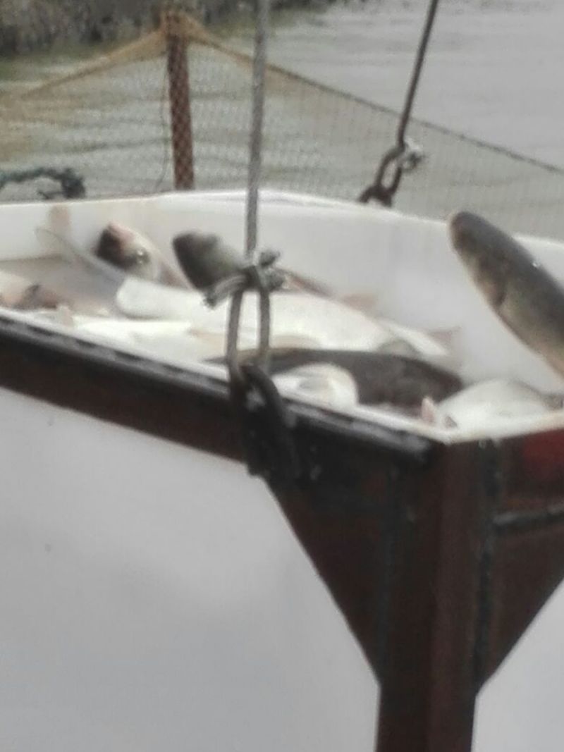 鳙鱼