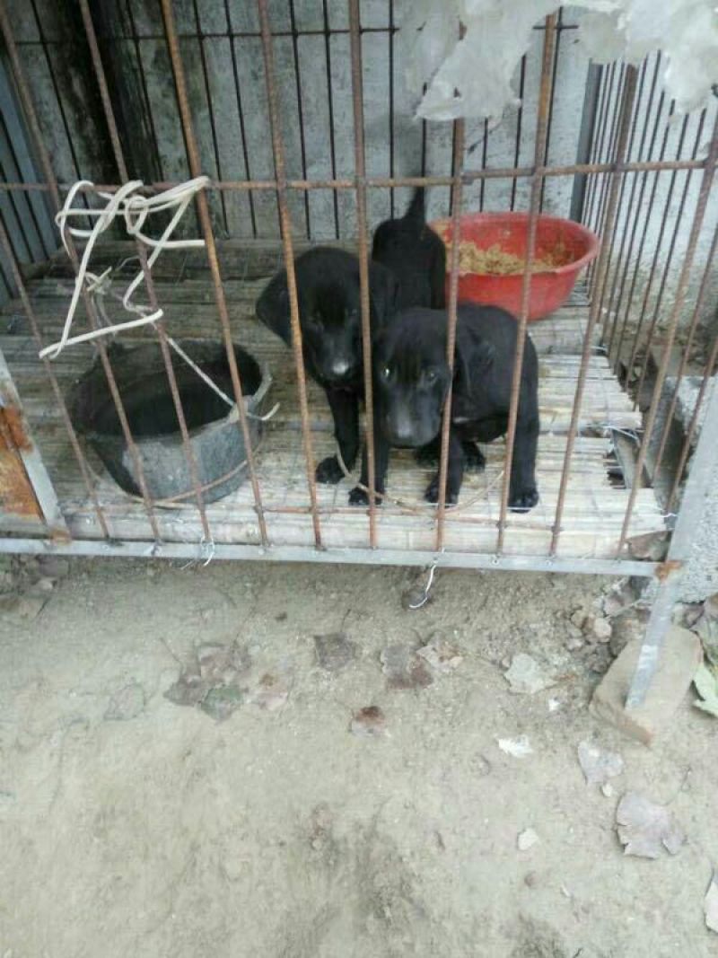 拉布拉多犬黑色拉布拉多米色拉布拉多大小均有