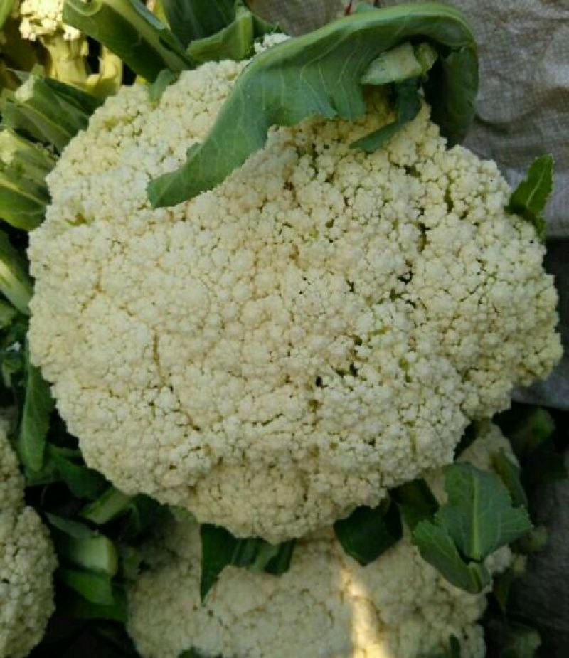 有机花，大量现货，四季供应道路方便包装冷库齐全