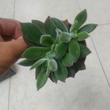 多肉植物带盆栽好