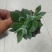 多肉植物带盆栽好
