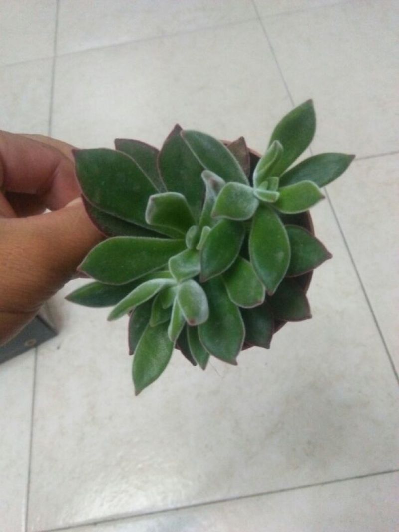多肉植物带盆栽好