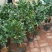 茶花30~50cm