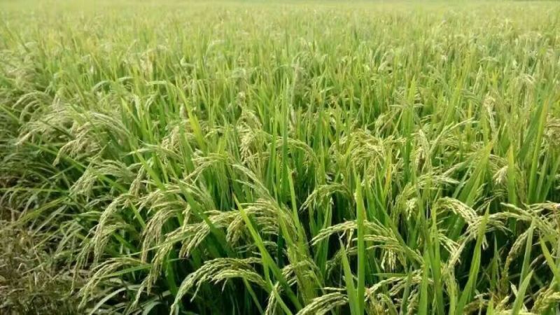 稻花香二号大米特级新米
