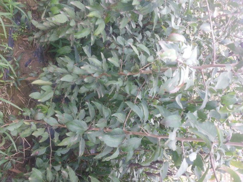 梨树苗150~200cm1~4cm
