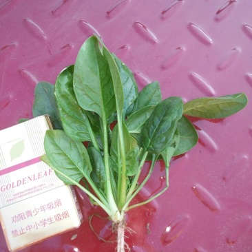 小叶菠菜10~15厘米