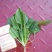 小叶菠菜10~15厘米