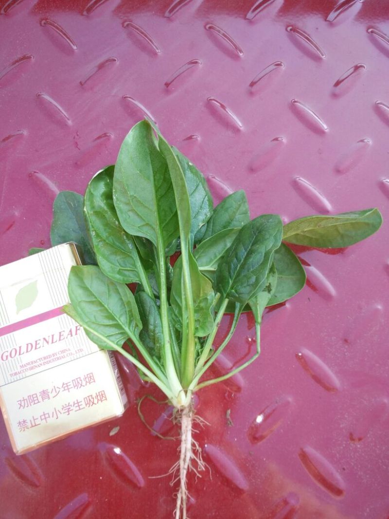 小叶菠菜10~15厘米