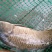 野鲤食用1~2公斤