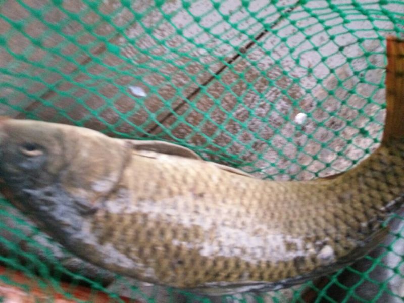 野鲤食用1~2公斤