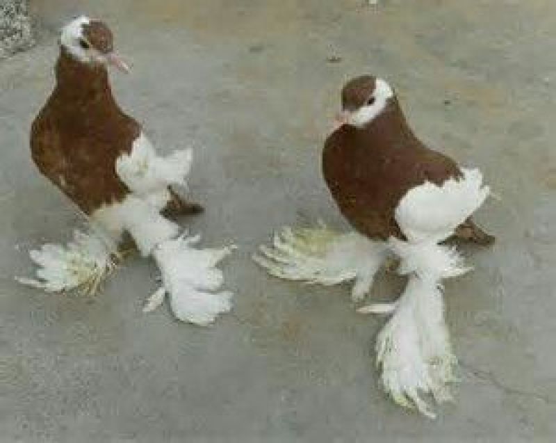 毛脚鸽母