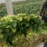 秋菠菜20~25厘米