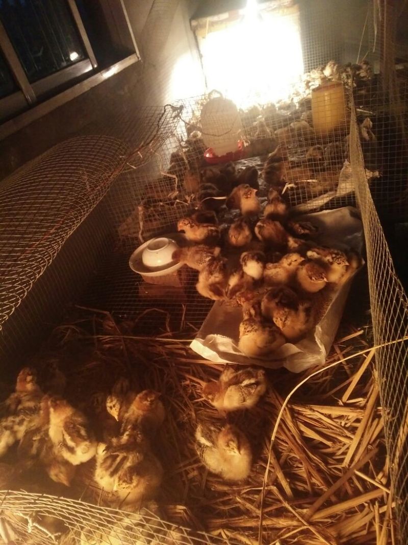 麻鸡苗500克以上脱温苗