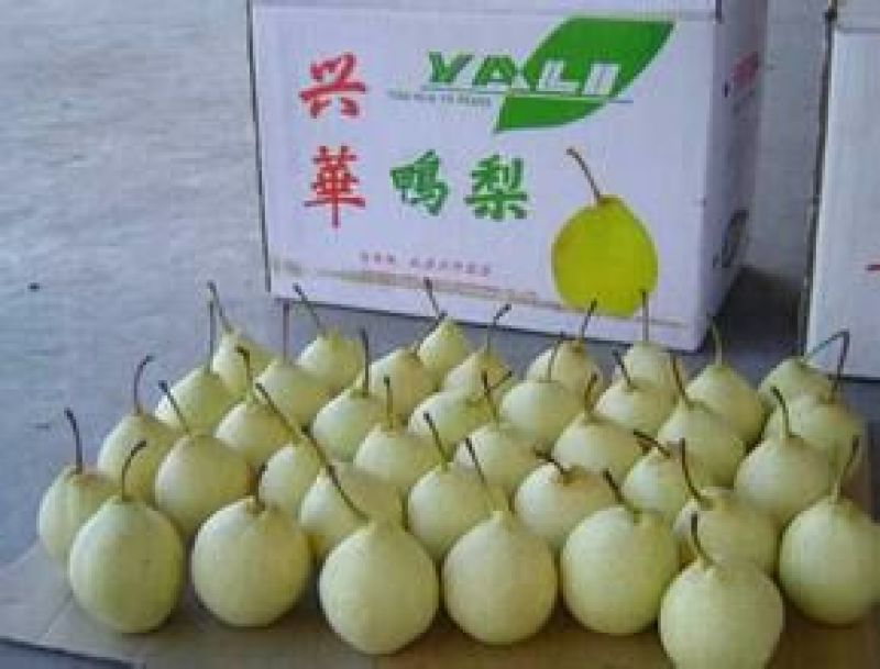 鸭梨200~250g纸袋