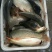 鲤鱼食用2~3公斤