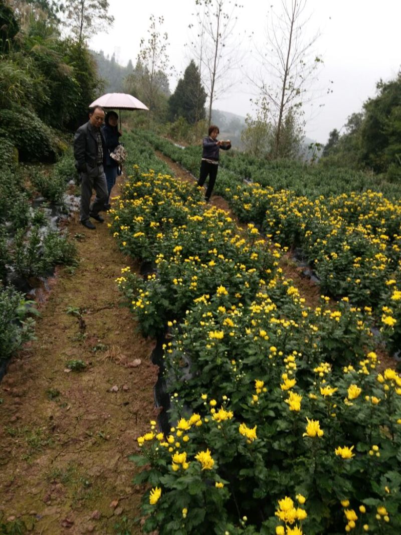 白菊花茶开花