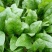 大叶菠菜20~25厘米