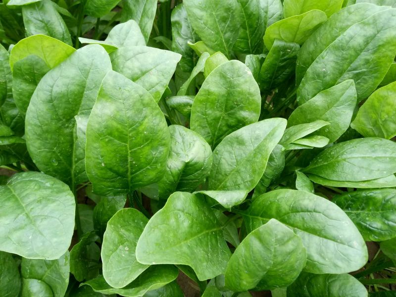 大叶菠菜20~25厘米