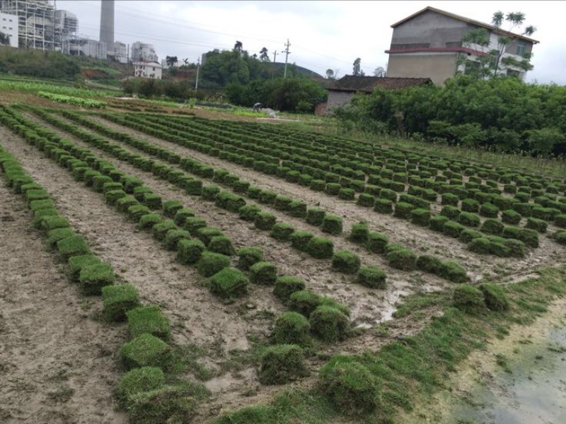 草坪草