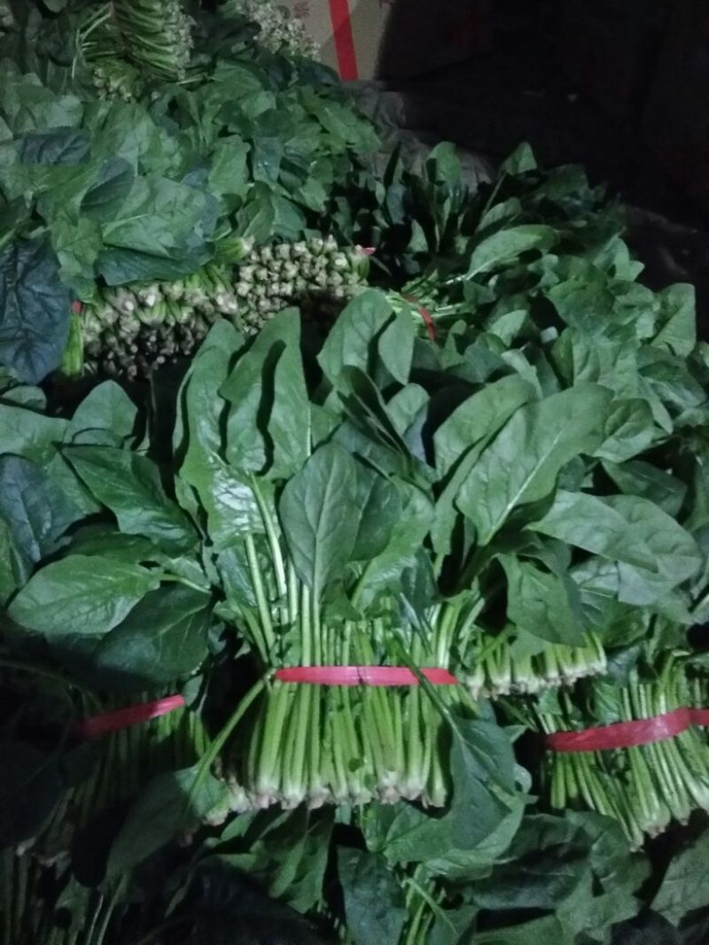 越冬菠菜25~30厘米