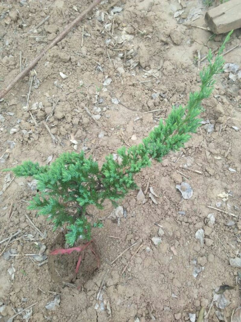 地柏25~45cm提供种植技术诚信经营欢迎订购