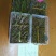 秋菠菜15~20厘米