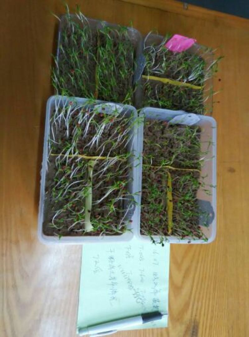 秋菠菜15~20厘米