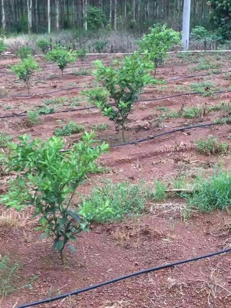 圆柱滴灌管