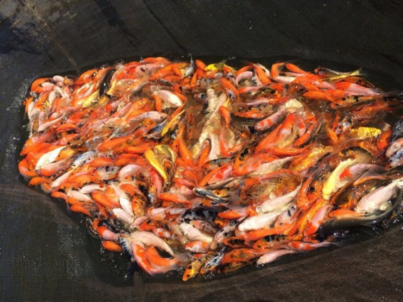 锦鲤
