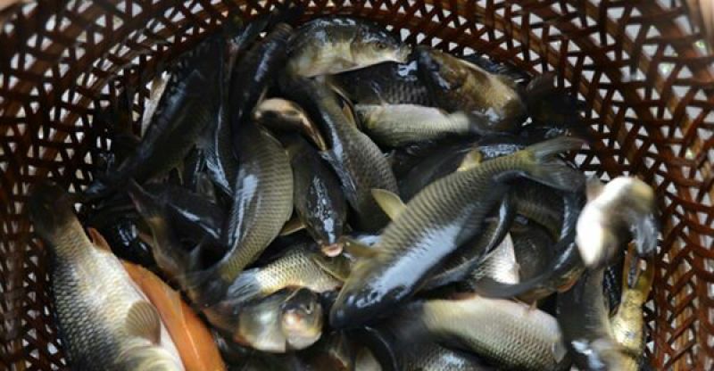 鲤鱼干