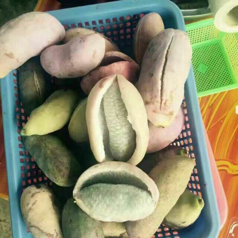 八月瓜130~140g