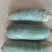 青萝卜1~1.5斤起