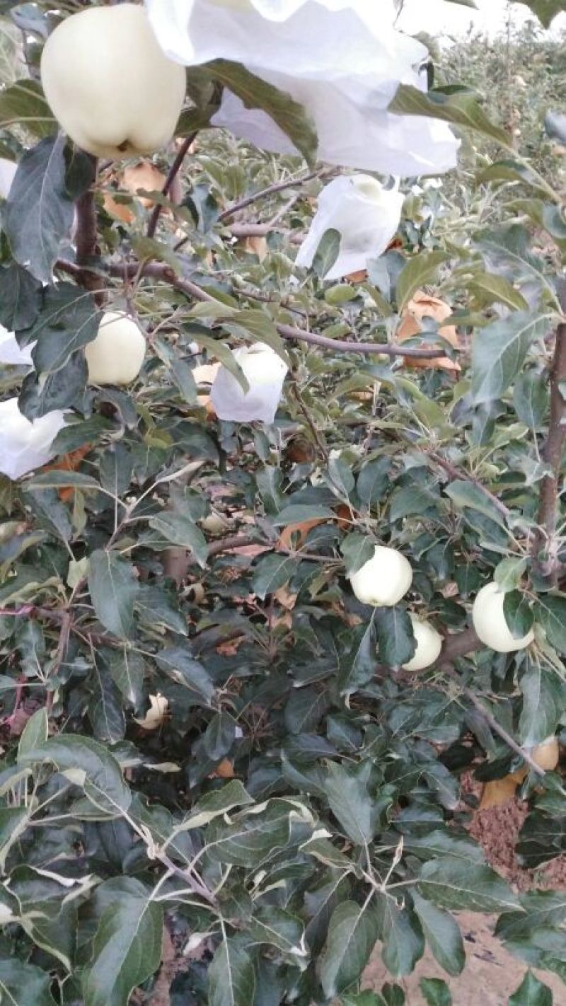 新世界苹果纸袋