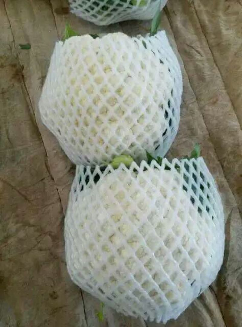 精品菜花2斤适中乳白一年四季，大量供应