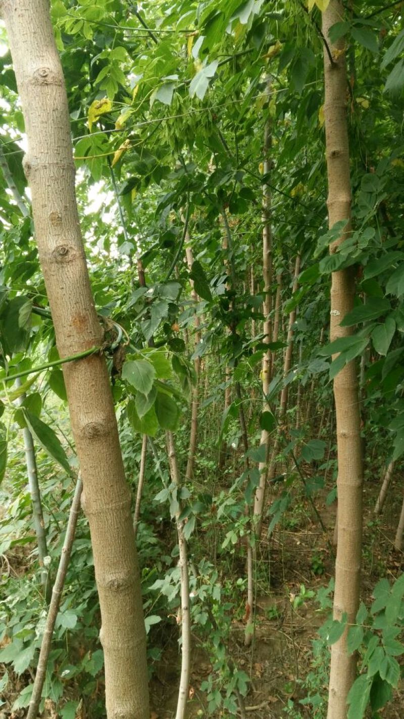 复叶槭八公分